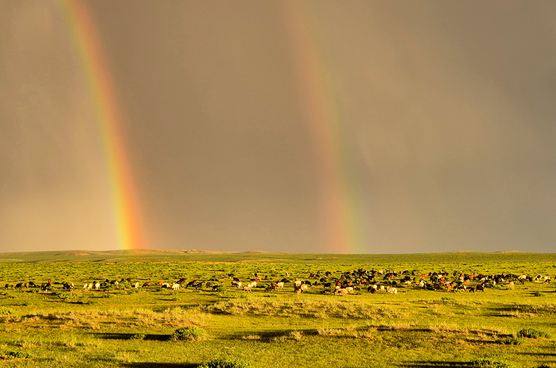 Cycling in Mongolia
